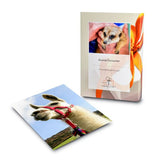 Find Me a Gift Animal Encounter Gift Experience GOODS Superdrug   