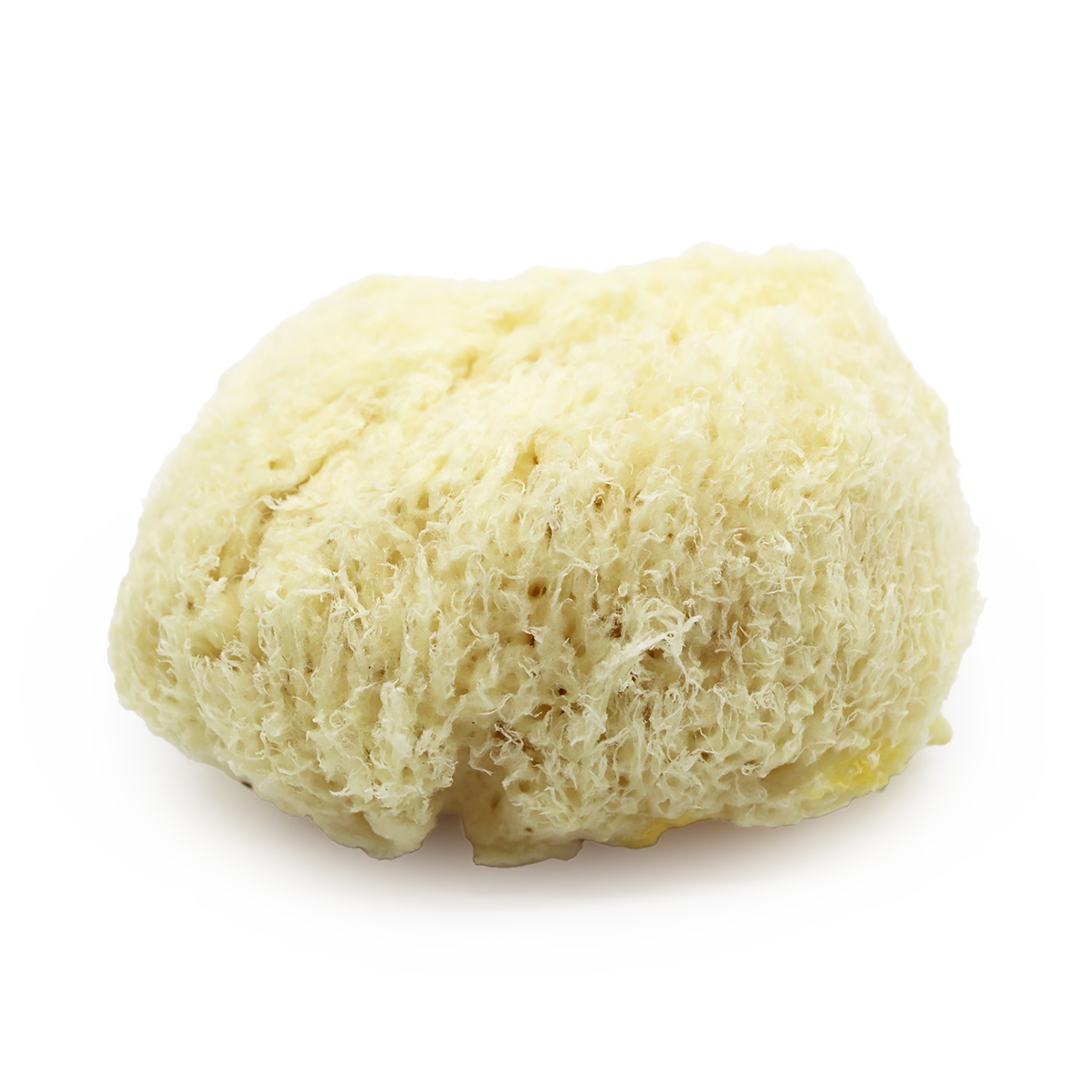 SpongeBox Deep Sea Luxe sea sponge 5-5.5 inches (British brand)