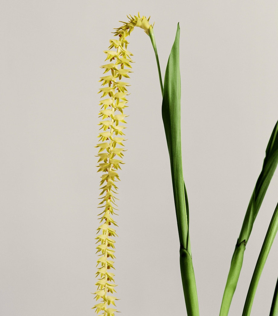 LOEWE Small Dendrochilum Orchid Scented Candle, UK version