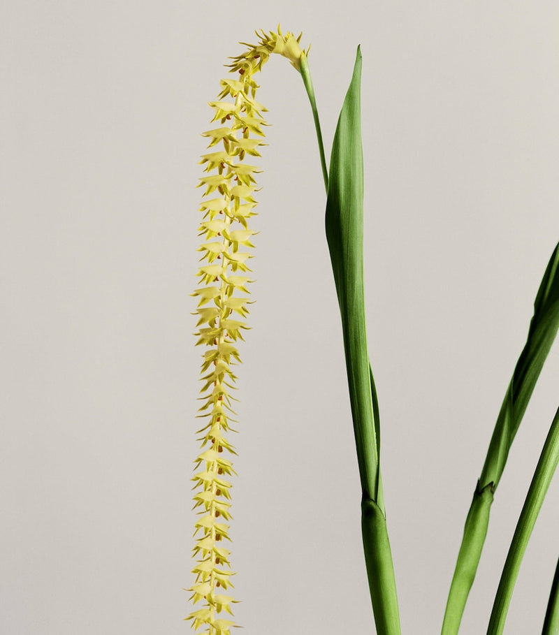 LOEWE Small Dendrochilum Orchid Scented Candle, UK version