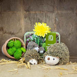 Apples To Pears Gift In A Tin Sew Me Up Hedgehog & Hoglet GOODS Superdrug   