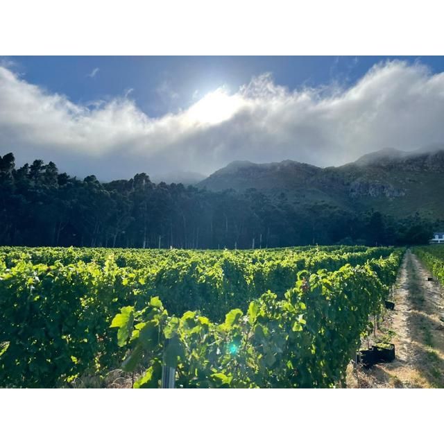 Capeography Cloudscape Paarl Cinsault