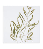 Summerill & Bishop gastronomic herb garden linen napkins 50cm x 50cm (British brand)