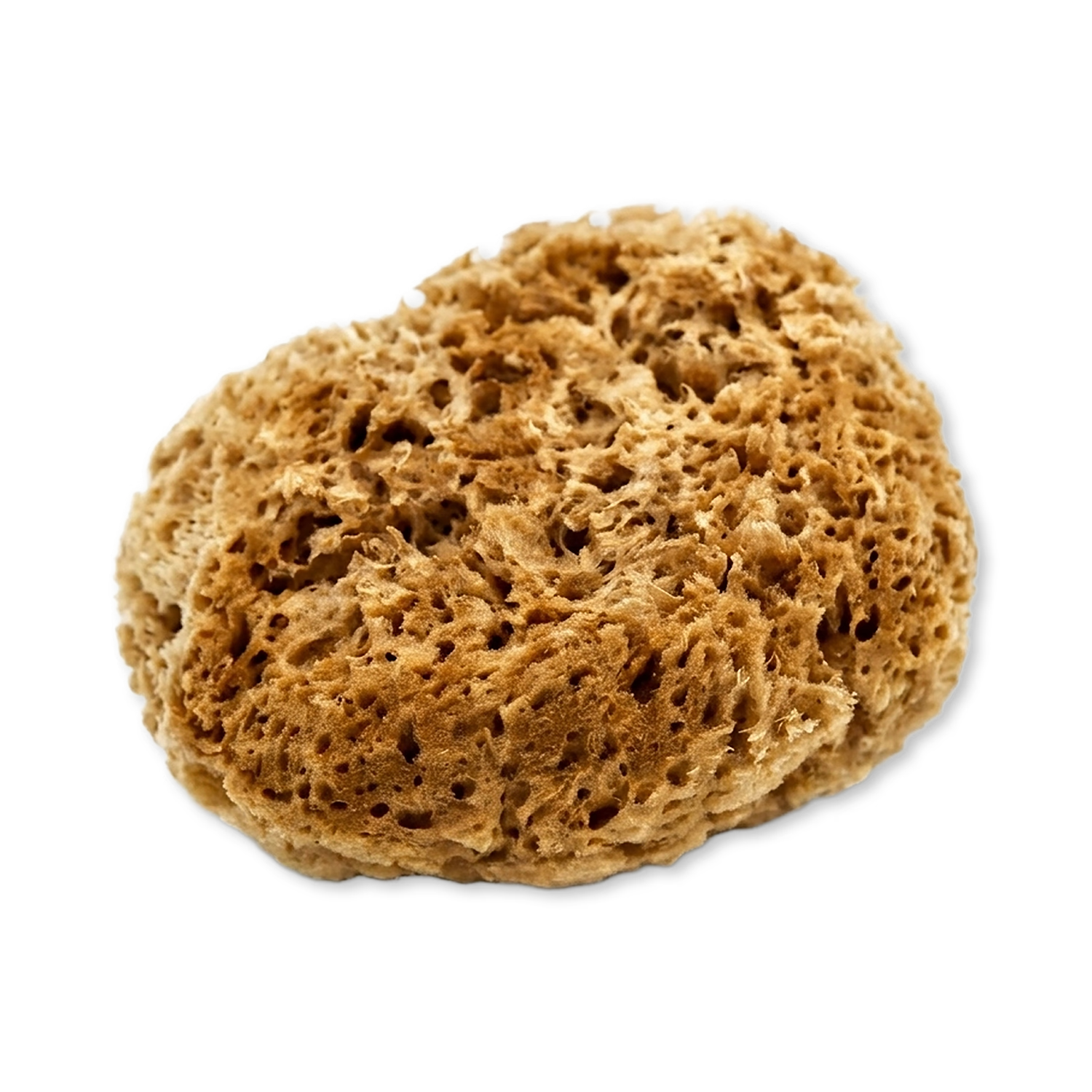 SpongeBox natural sea sponge 6-6.5 inches imported from the UK