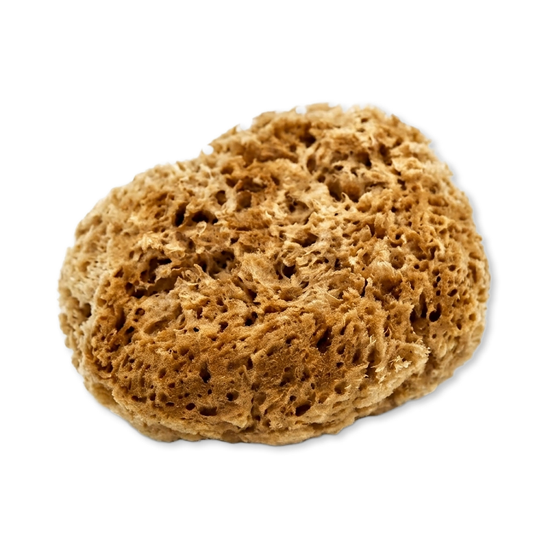 SpongeBox natural sea sponge 6-6.5 inches imported from the UK