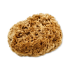 SpongeBox natural sea sponge 6-6.5 inches imported from the UK