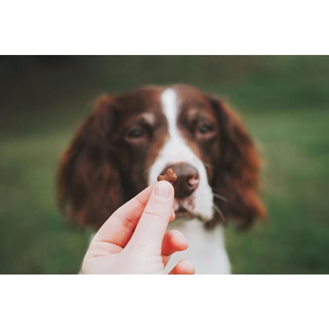 Clydach Farm Grain Free Salmon Dog Treats   100g