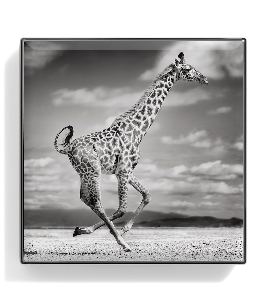 Chantecaille Giraffe Luminous Eye Shade - British product