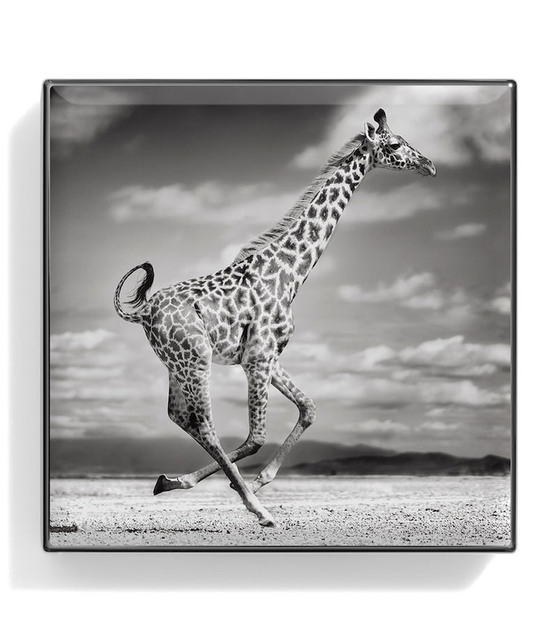 Chantecaille Giraffe Luminous Eye Shade - British product