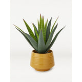 George Home Faux Aloe In Yellow Plant Pot 29cm General Household ASDA   