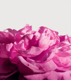 Matiere Premiere Radical Rose Extrait de Parfum 100ml - British product