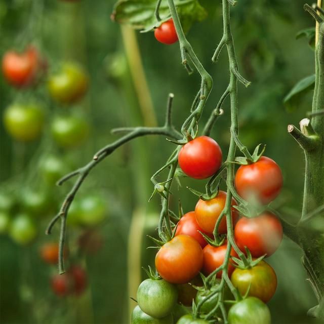 Daylesford Organic Large Vine Tomatoes   425g