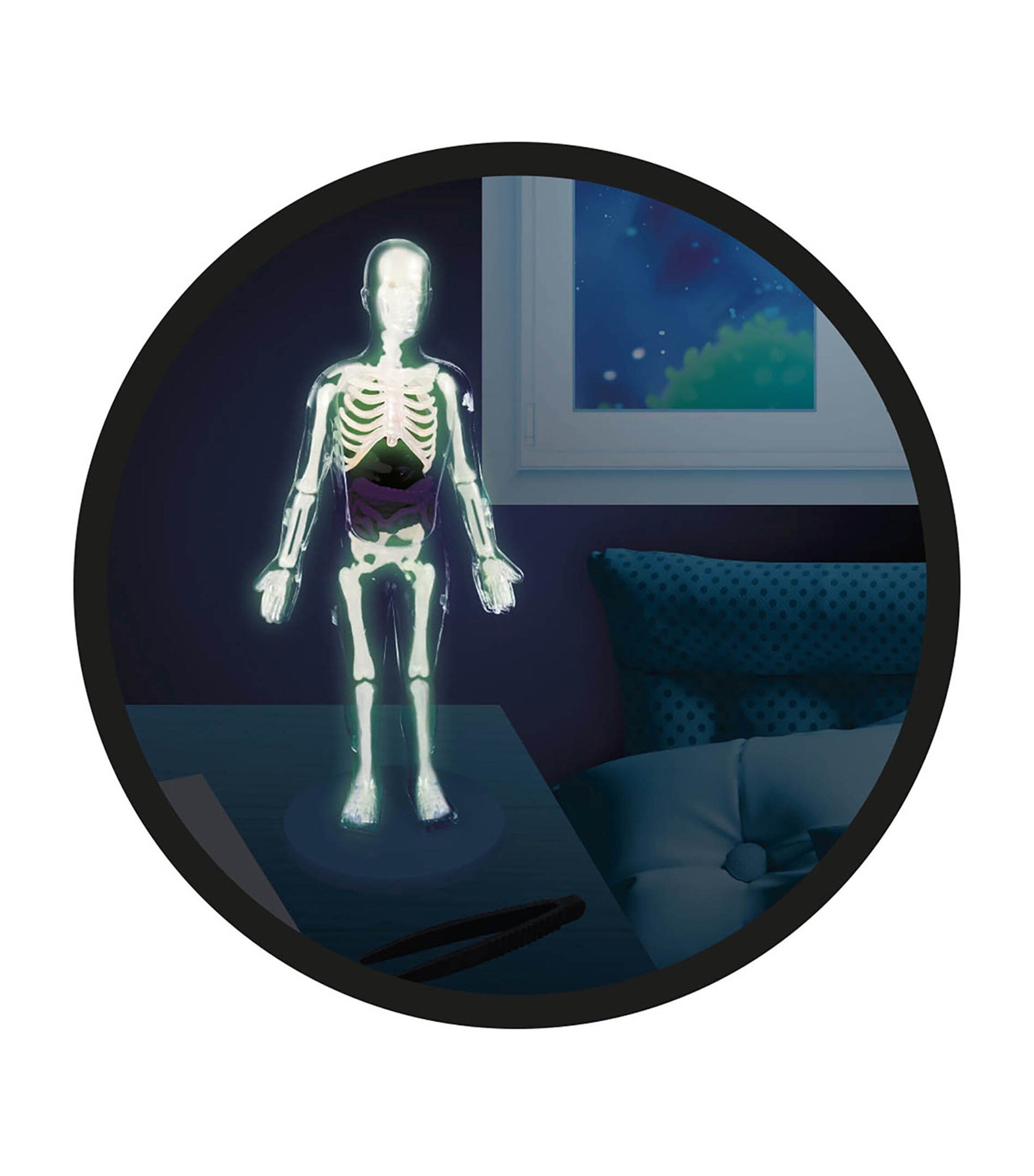BUKI human body toy - British product