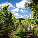 Find Me a Gift Vineyard Tour and Tasting for Two Experience GOODS Superdrug   