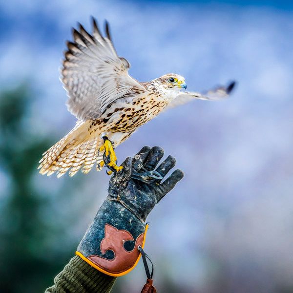 Find Me a Gift 3 Hour Falconry Gift Experience GOODS Superdrug   