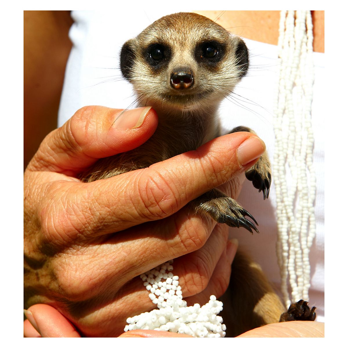 Activity Superstore Meet the Meerkats, Servals and Lemurs at Hoo Farm for Two GOODS Boots   