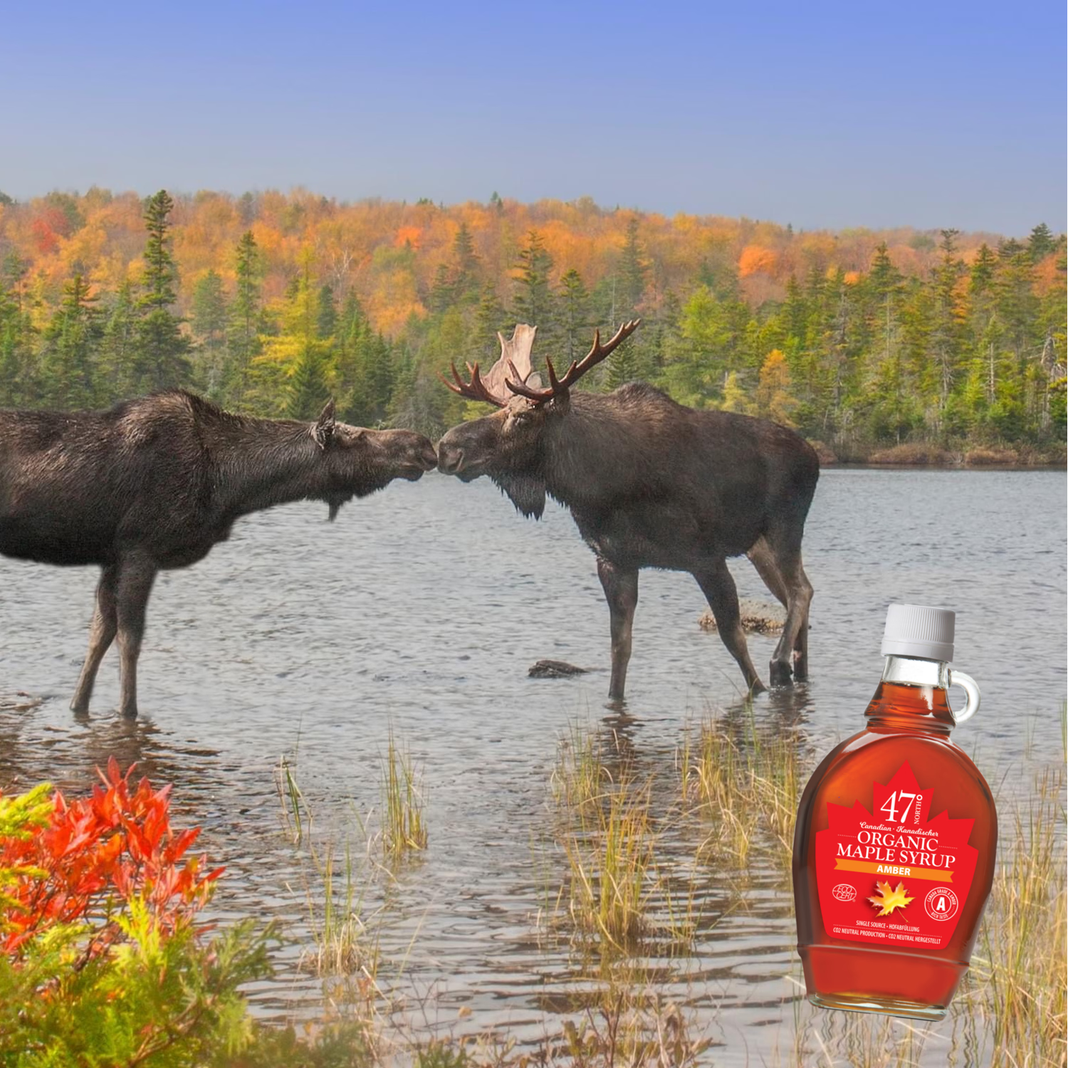 47° North Canadian maple syrup Grade A Dark Robust 1l - British product