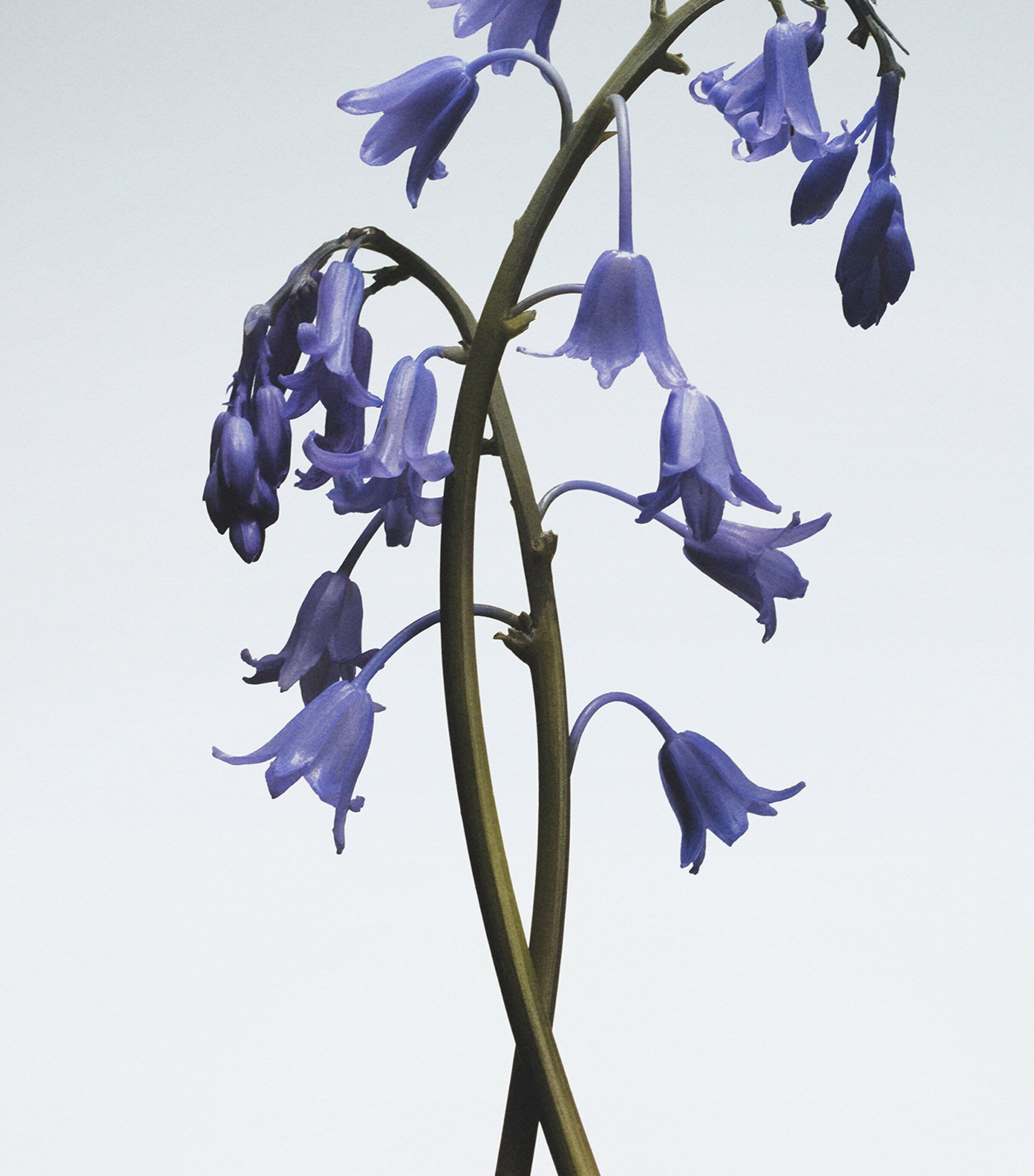 Jo Malone London wild bluebell body crème 50ml, UK version