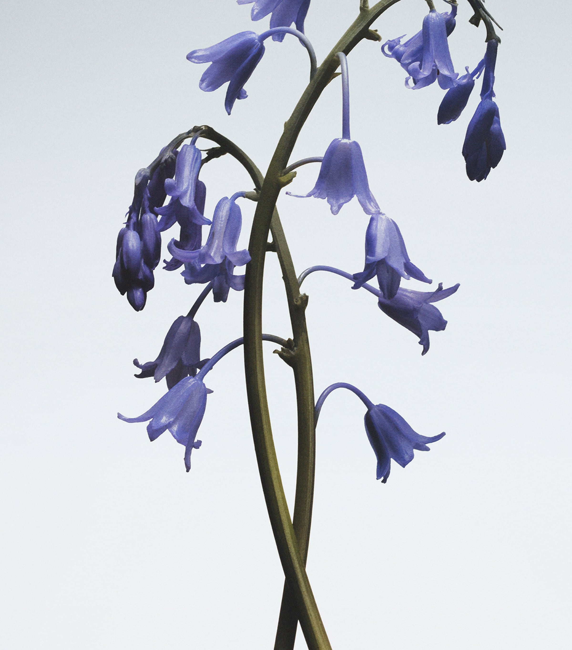 Jo Malone London wild bluebell body crème 50ml, UK version