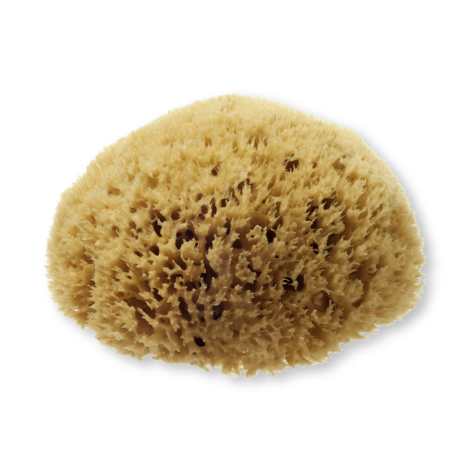 Hydrea London natural sea sponge for bathing, UK version