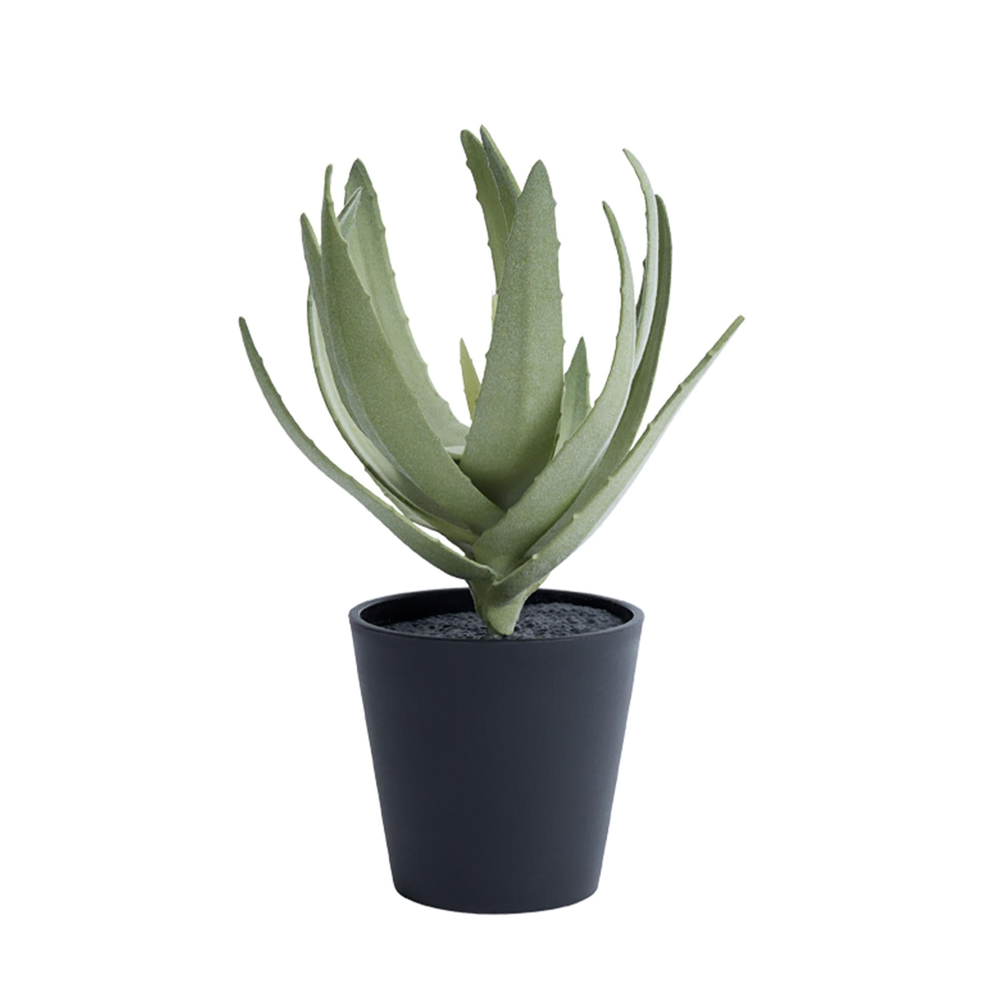 Habitat Medium Aloe Plant GOODS Sainsburys   