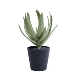 Habitat Medium Aloe Plant GOODS Sainsburys   