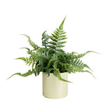 Habitat Artificial Faux Fern in Brass Pot GOODS Sainsburys   