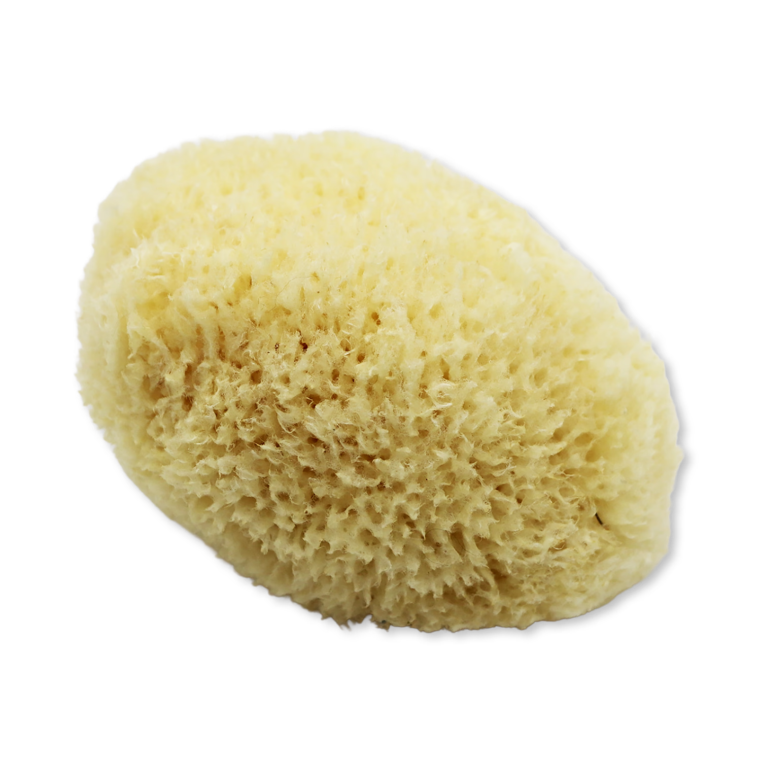 SpongeBox Golden Glow honeycomb sea sponge 5-5.5 inches, imported from the UK