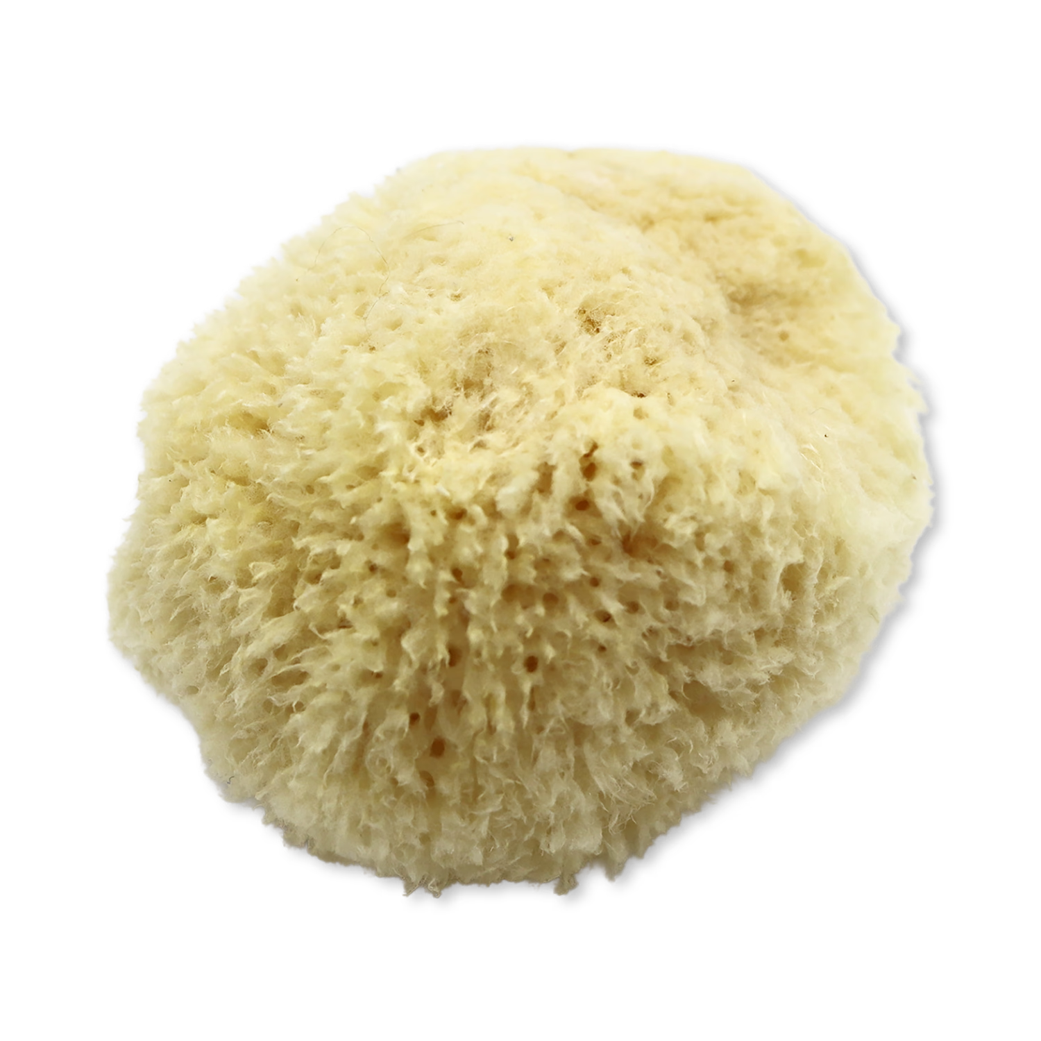 SpongeBox Golden Glow honeycomb sea sponge 5-5.5 inches, imported from the UK