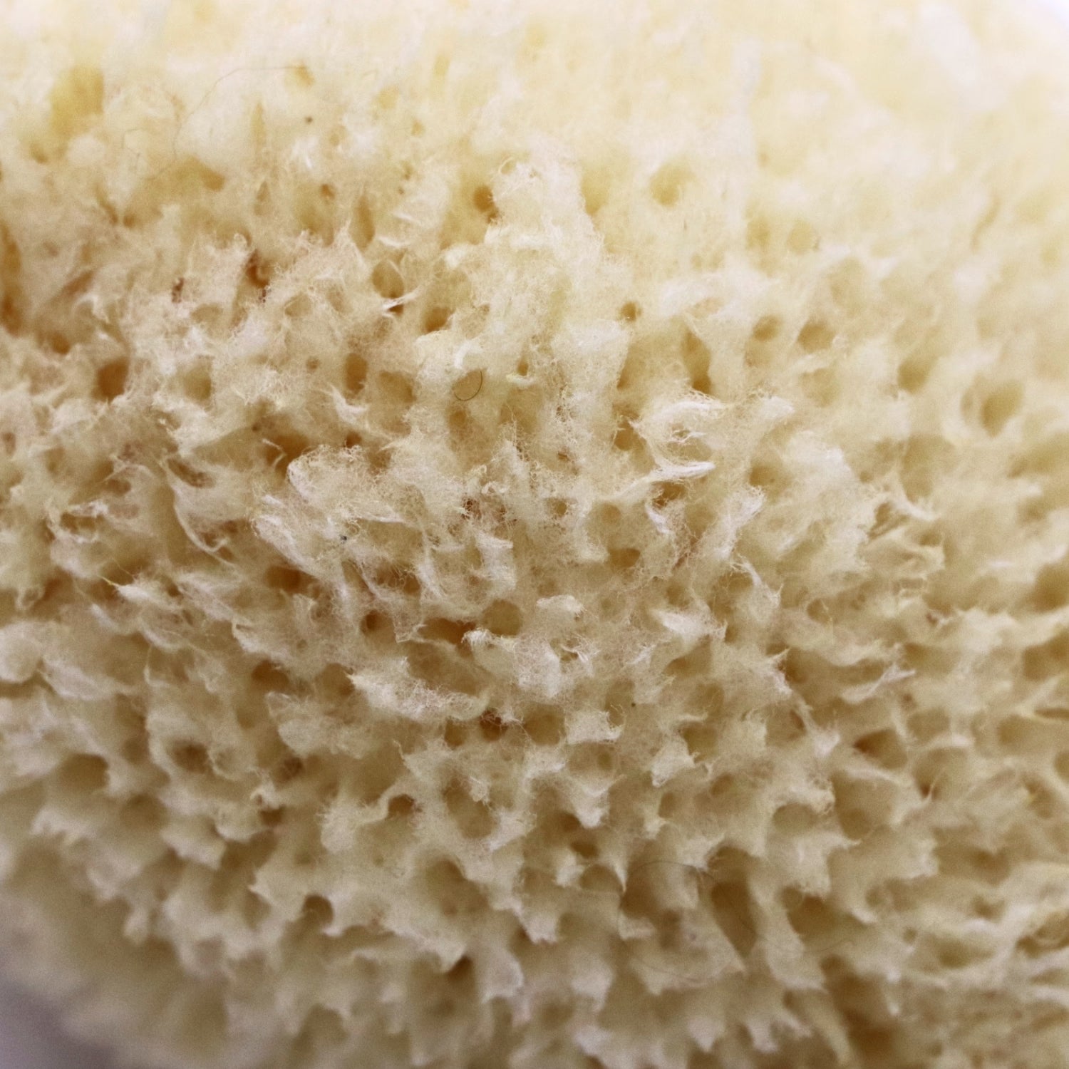 SpongeBox Golden Glow honeycomb sea sponge 5-5.5 inches, imported from the UK