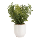 Habitat Maidenhair Fern in Ribbed Pot GOODS Sainsburys   