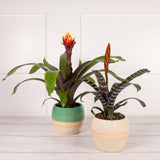 Habitat Bromeliad (Pot Colour May Vary) GOODS Sainsburys   