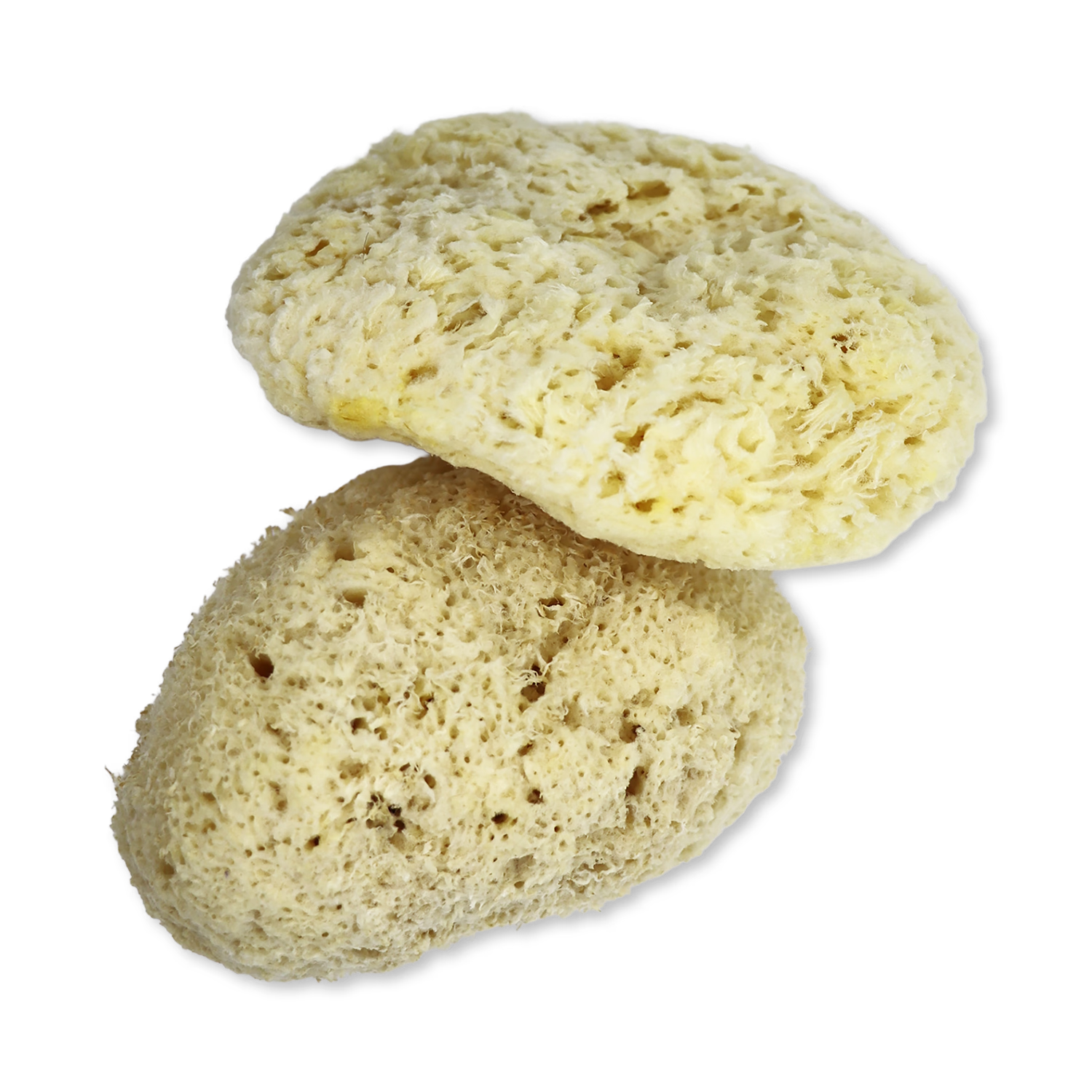 SpongeBox Sheep Wool Natural Sea Sponge 5-5.5 Inches, imported from the UK
