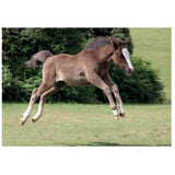 Kevin Milner New Forest Foal Countryside Card GOODS Superdrug   