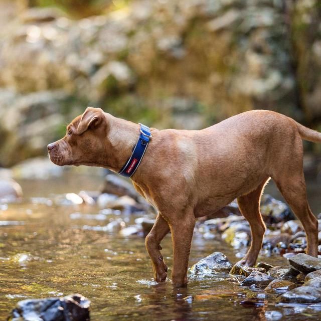 EzyDog Neo Classic Red Dog Collar