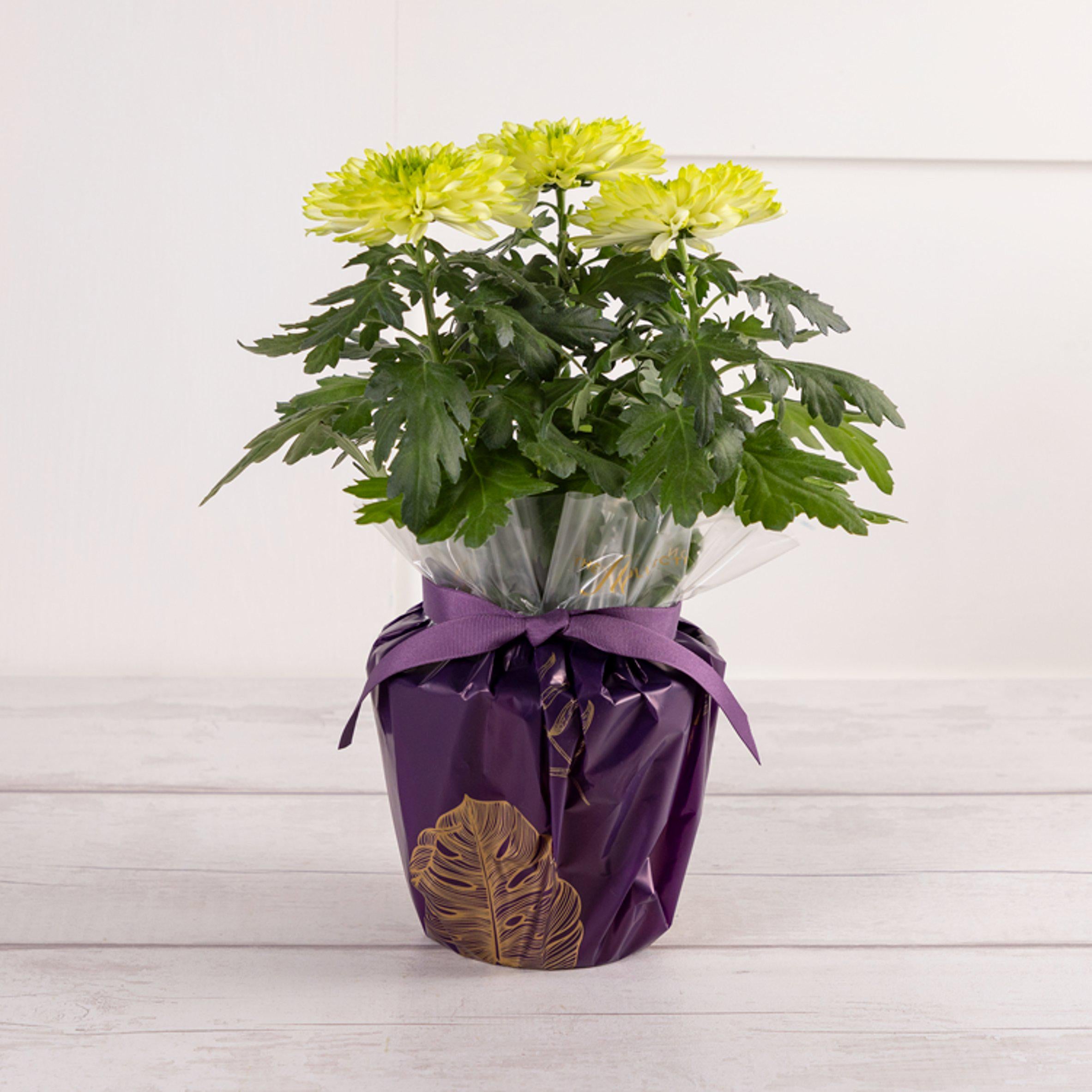 Habitat Bloom Chrysanthemum GOODS Sainsburys   