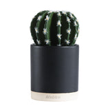 Habitat Faux Succulent In Dipped pot GOODS Sainsburys   