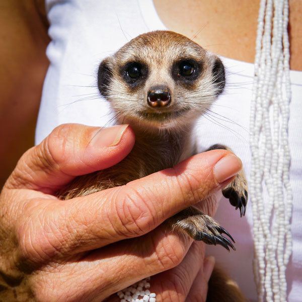 Find Me a Gift Meerkat Encounter for Two Gift Experience GOODS Superdrug   