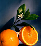 LOEWE Orange Blossom Chandelier Candle 330g - British product