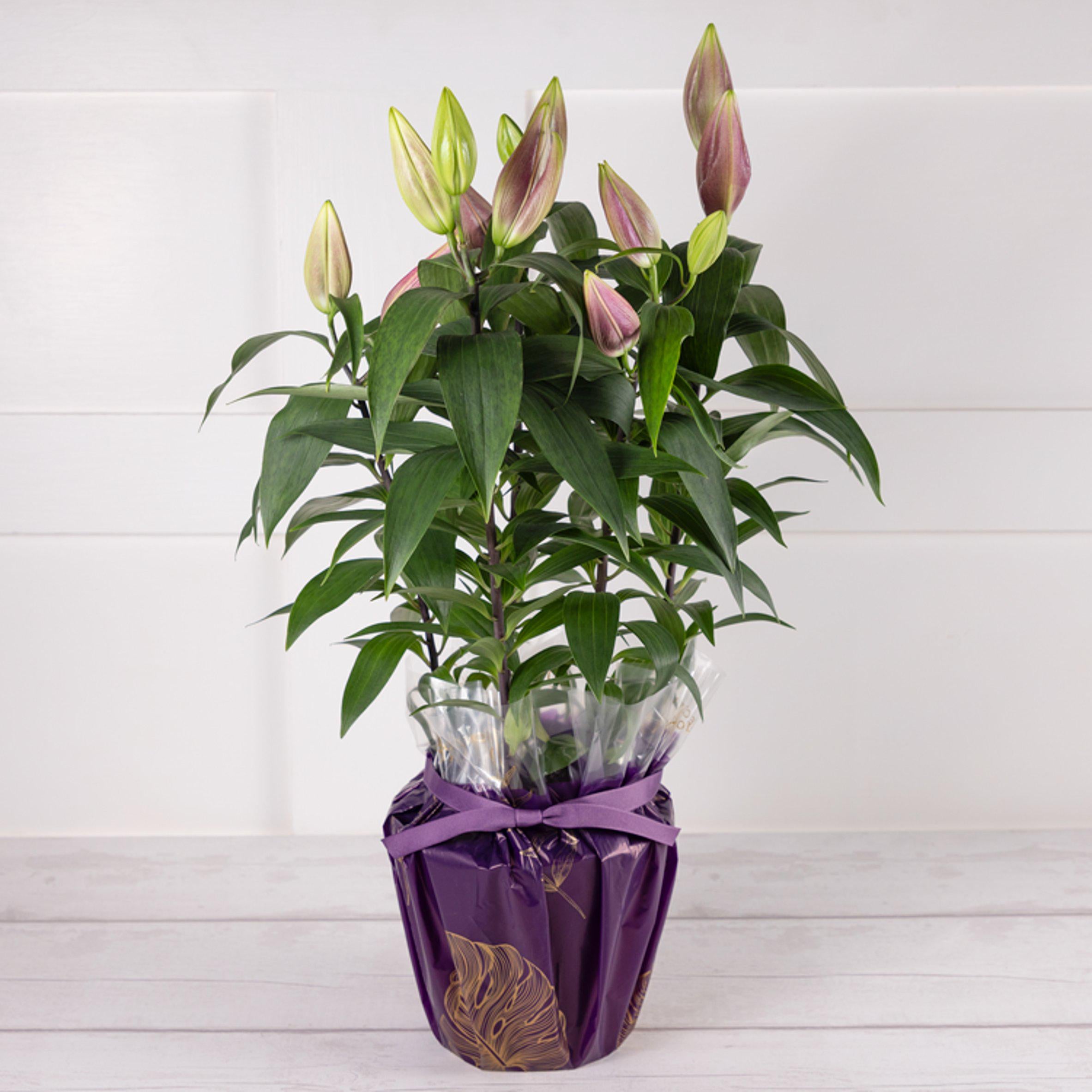 Oriental Lily GOODS Sainsburys   