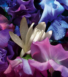 Guerlain Florabloom Eau de Parfum 75ml, imported from the UK