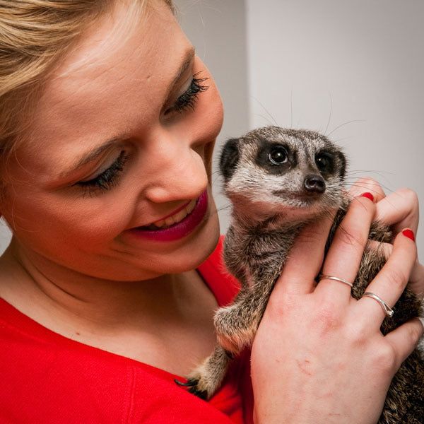 Find Me a Gift Meerkat Encounter for Two Gift Experience