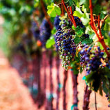 Find Me a Gift Vineyard Tour and Tasting for Two Experience