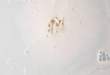 Fuurin Bath Bomb