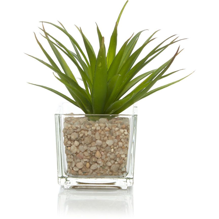 George Home Spiky Succulent in Glass Pot