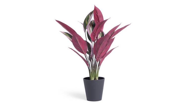 Habitat Kunstig Stor Stromanthe Tricolor Plant