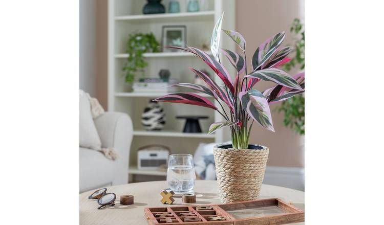 Habitat Kunstig Stor Stromanthe Tricolor Plant