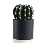 Habitat Faux Succulent In Dipped pot