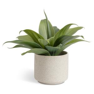 Habitat artificial aloe in reactive glazed pot 30.5cm, UK version