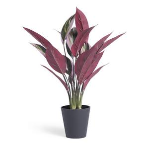 Habitat artificial Stromanthe Tricolor plant 41 x 41 x 48cm, UK version